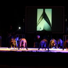 _MG_0260 (Copia)